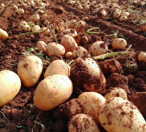 patate_novelle patate_novelle